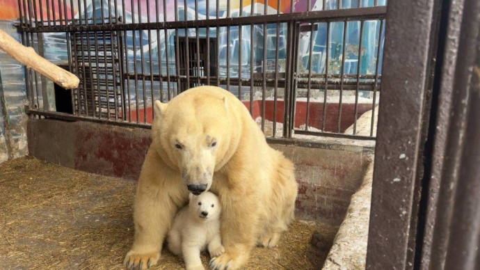 В зоопарке рассказали, когда родившаяся медведица может покинуть Пермь
