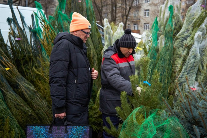 Почти 180 елочных базаров откроется в Подмосковье в этом году