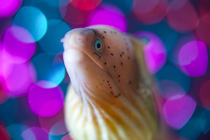 Дикий подводный мир