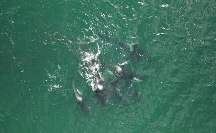 Редкое зрелище: семья косаток устроила заплыв у берегов Сахалина