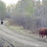 В Бурятии фотоловушка запечатлела погоню медведя за коровами