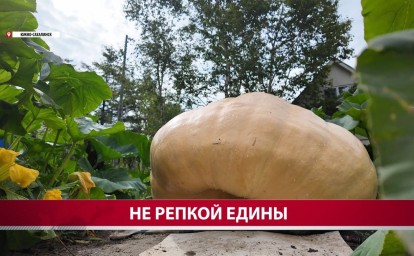 "Все фитолампы работали на неё": подробности о сахалинской тыкве-рекордсмене