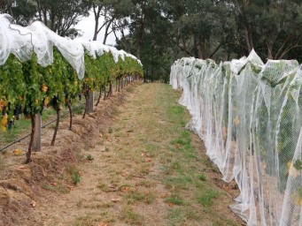 Сербия заняла первое место среди поставщиков саженцев винограда — Россельхознадзор