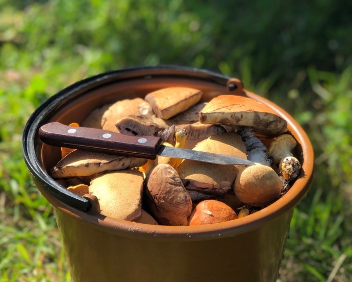 Школьник из Кирова изобрел грибной тренажер Школьник из Кирова изобрел грибной тренажер