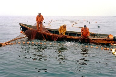 В СФ призвали защитить коренные народы при проведении рыболовных аукционов