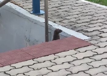 В Приамурье на Бурейской ГЭС заметили норку