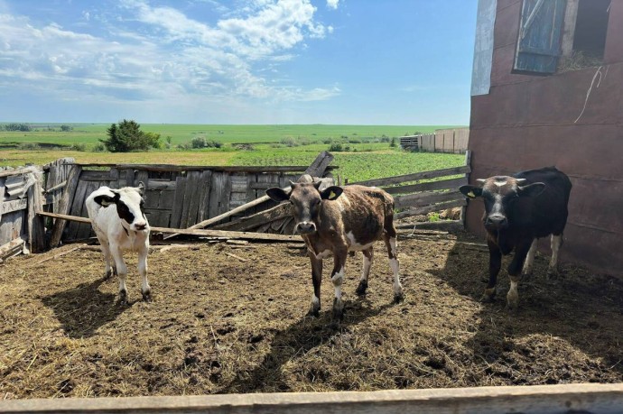 Представитель службы ветеринарии в Татарстане рассказал о работе по профилактике бешенства у животных Представитель службы ветеринарии в Татарстане рассказал о работе по профилактике бешенства у животных