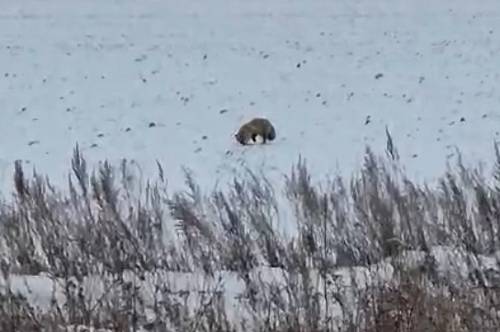 В Приамурье на видео попала лиса, которая охотилась на мышей В Приамурье на видео попала лиса, которая охотилась на мышей