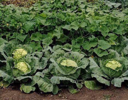 В Уфе врач назвала самые полезные овощи в зимний период В Уфе врач назвала самые полезные овощи в зимний период