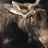 В сахалинском зоопарке борются за жизнь редкого лося: подробнее о его состоянии