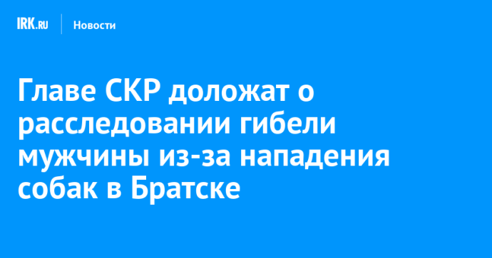Главе СКР доложат о расследовании гибели мужчины из-за нападения собак в Братске