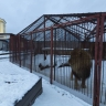 ​Власти озвучили даты, когда откроется новый зоопарк в Перми