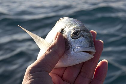 Мужчину задержали из-за экстремальной порнографии с участием рыбы Мужчину задержали из-за экстремальной порнографии с участием рыбы