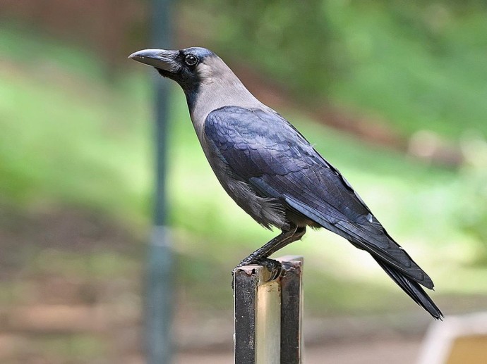 Город под контролем ворон: как птицы построили собственную цивилизацию над головами людей