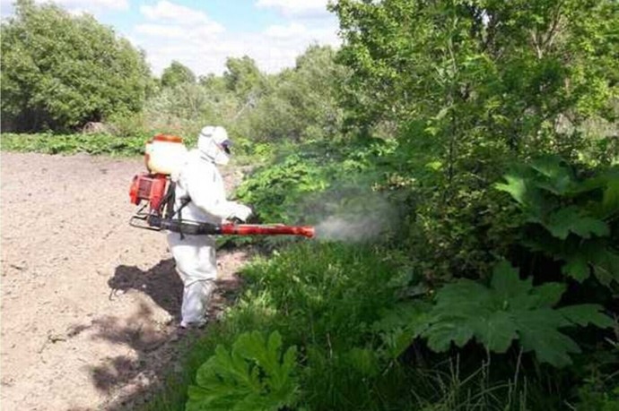 В Брянской области от борщевика освободили более 30 га земли