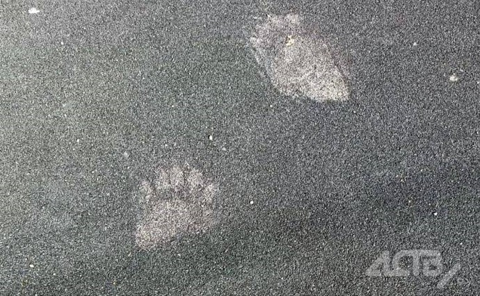 Медведь зашел на игровую площадку во двор пятиэтажки в Южно-Сахалинске и сломал ограждение