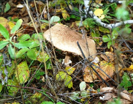 Жителям Башкирии дали советы, как не отравиться грибами