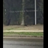 В Дзержинском районе Ярославля заметили бобра