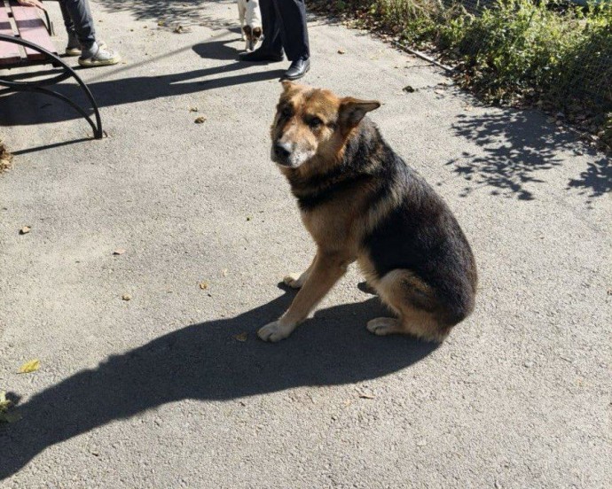 Собаку, покусавшую ребенка в Приморье, поймали