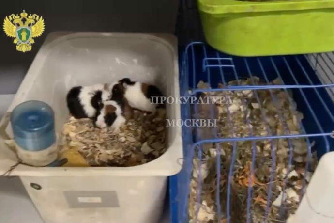 Прокуратура выявила нарушения в контактном зоопарке на западе Москвы Прокуратура выявила нарушения в контактном зоопарке на западе Москвы