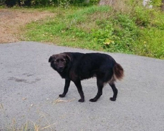 Бездомная собака набросилась на школьника в Приморье Бездомная собака набросилась на школьника в Приморье