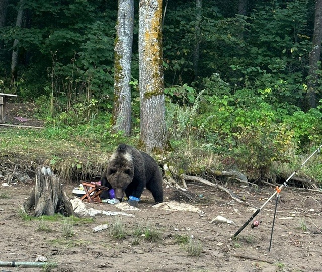 В нацпарке Башкирии медведь вышел к рыбакам