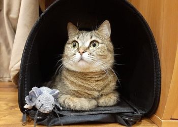 Тельцы окажутся под наблюдением, Стрельцам нельзя откладывать дальше принятие решения