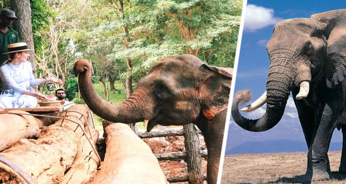 Выключение этих шоу из программ туров становится все более распространенным явлением Выключение этих шоу из программ туров становится все более распространенным явлением