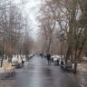 В городе снесут и обрежут больше 200 деревьев