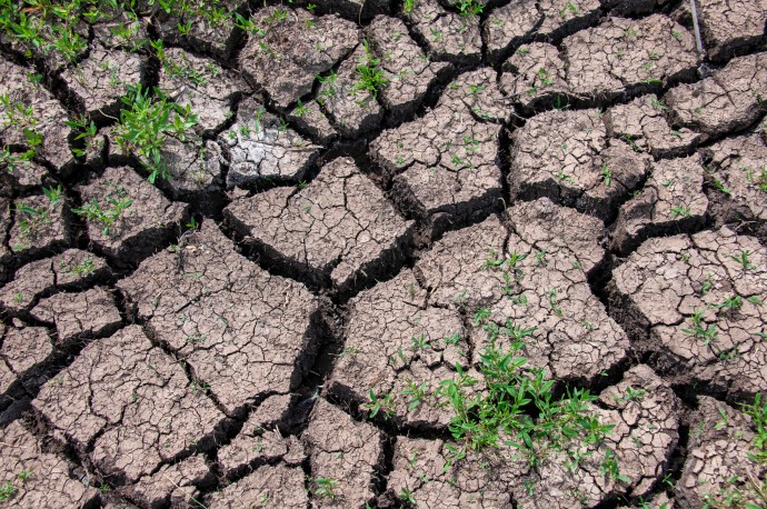 В СФ разработали меры поддержки пострадавших от засухи аграриев В СФ разработали меры поддержки пострадавших от засухи аграриев