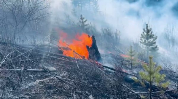 В Бурятии горит 3,8 тысяч га леса