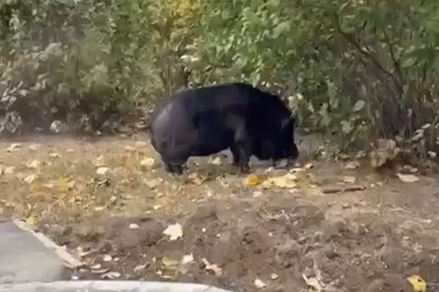 Кабанчик прогулялся по Москве и привлек внимание местных жителей