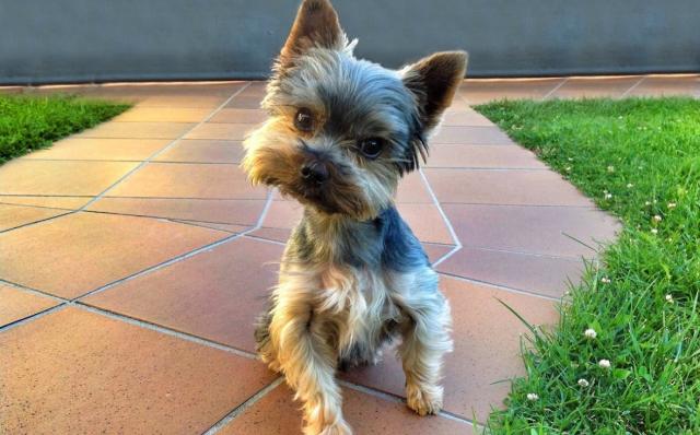 Йоркширский терьер из Эмиратов получил «российское гражданство» в Уфе Йоркширский терьер из Эмиратов получил «российское гражданство» в Уфе