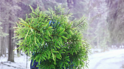 Россиян предупредили, какое наказание грозит за срубленную к Новому году ёлку