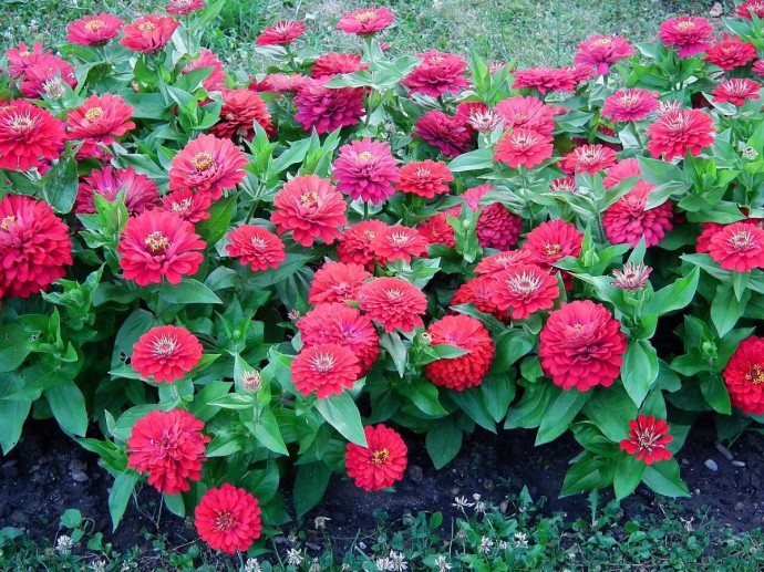 Циннии нужен лёгкий, рыхлый, дренированный грунт — Revista Oeste