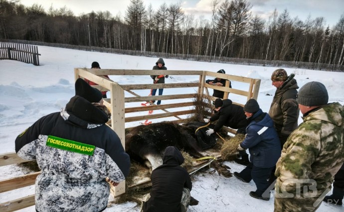Состояние ухудшилось: пострадавшего лося на Сахалине перевезли в зоопарк