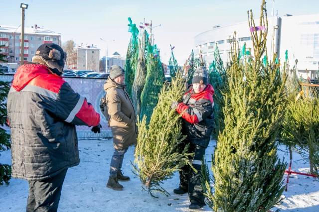 Елочные базары в Уфе откроются 15 декабря