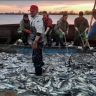 Какую рыбу массово ловят в Астраханской области