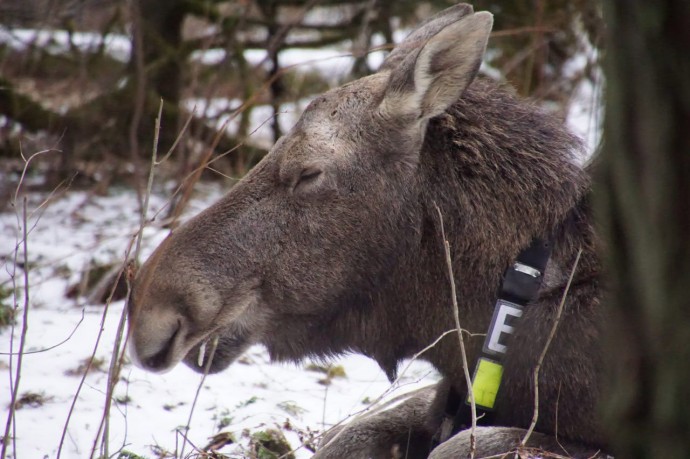 Юные горожане выберут имена для лосей, живущих в национальном парке «Лосиный Остров»