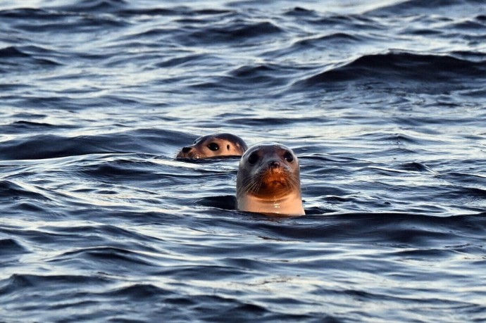 Массовую гибель тюленей зафиксировали в соседней с Россией стране