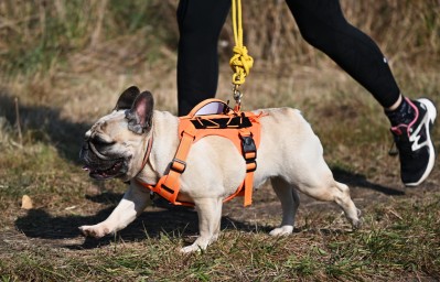 Кинолог Голубев: Лучше отдать предпочтение LED-ошейникам, чем светоотражателям