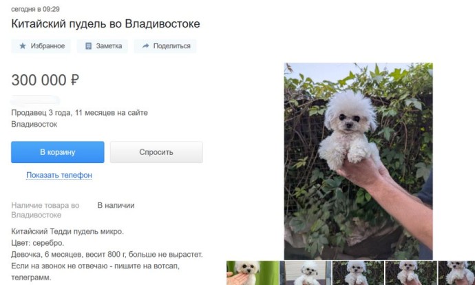 «Ветеринар в подарок»: во Владивостоке ищут богатого хозяина для редкого пуделя