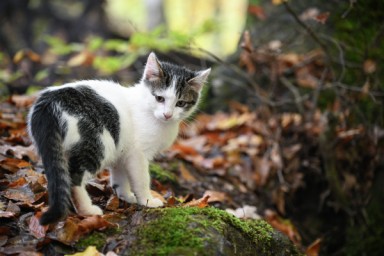 Московские ветеринары представили список самых необычных кличек кошек