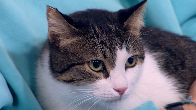 Учёные выяснили, что все современные домашние кошки прибыли из Африки