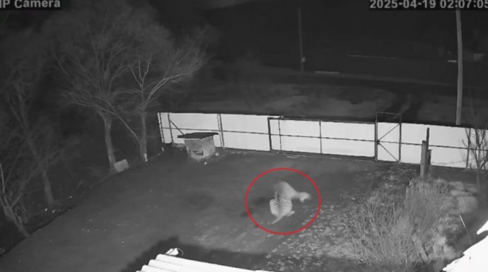 «Утащил прямо с участка»: в Приморье агрессивный тигр напал на собак