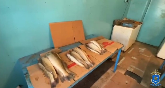 Более 200 кг «левого» частика изъяли в торговых точках Астрахани Более 200 кг «левого» частика изъяли в торговых точках Астрахани