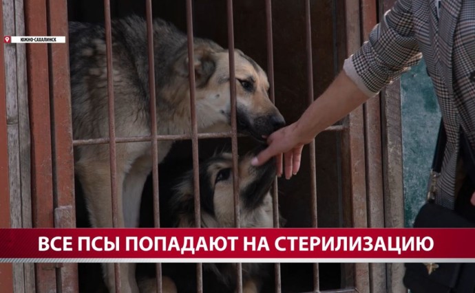 На Сахалине контроль, карантин и первичное лечение бездомных животных хотят отдать муниципалитетам