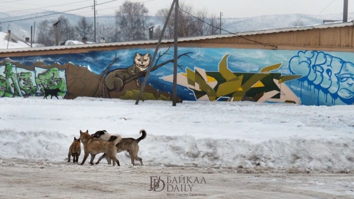 В Улан-Удэ вновь устроят облаву на бродячих собак