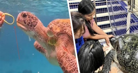 Турист скормил резиновый браслет морской черепахе в Таиланде и был объявлен в розыск