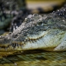На Филиппинах человека съел гигантский крокодил